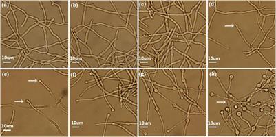 Transcriptome Dynamics Underlying Chlamydospore Formation in Trichoderma virens GV29-8